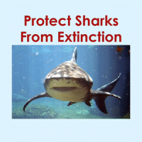 Sharks threatened, need public comments now!