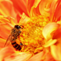 What is killing California's bees?