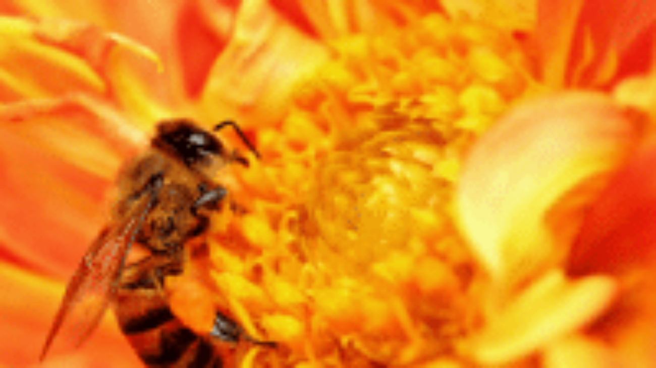 HoneyBee_300x300
