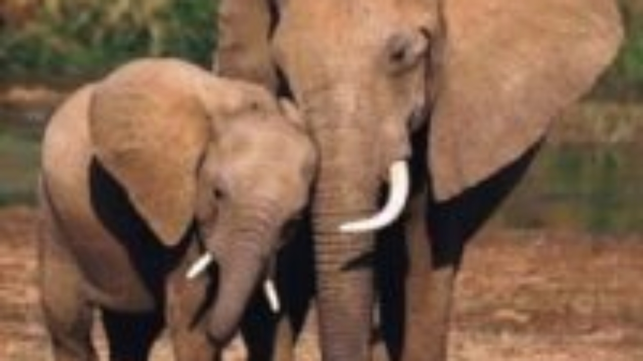 elephantfamily_300x300