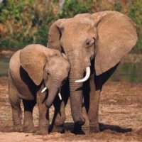 Save the Elephants: Support AB 96 (Atkins)