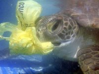 Pledge to ratify the bag ban in California