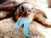 Plastic Bag Ban Under Attack!