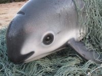 How California can save the last vaquitas